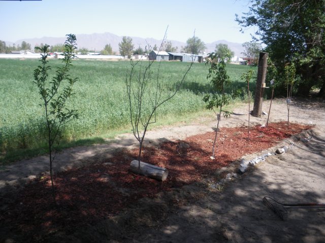 New Fruit Trees and Franklin Mountains